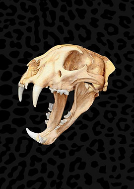 Leopard Skull
