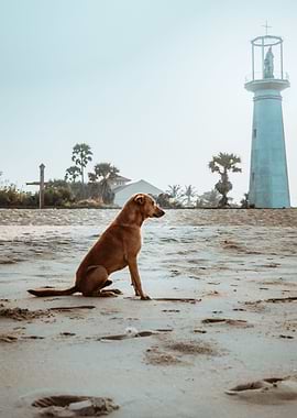 a lone puppy waiting for