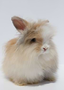 Angora Bunny