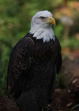 American Bald Eagle