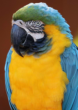 Macaw Fauna