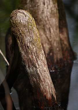 Cypress Knees