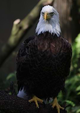 American Bald Eagle