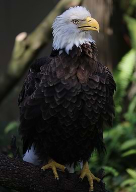 American Bald Eagle