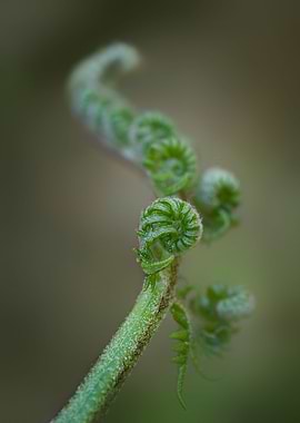 Fern Curl