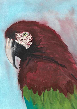 Red Macaw