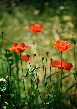 Sunkissed Poppies