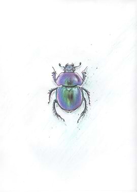 Purple Beetle