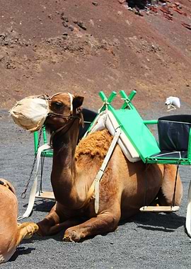 Camel