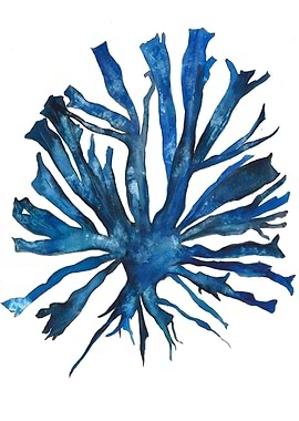 Blue coral flower dream