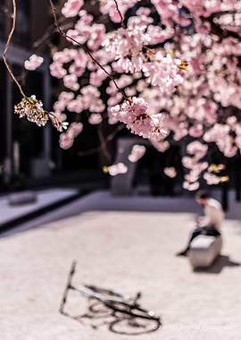 Cherry Blossom Springscene