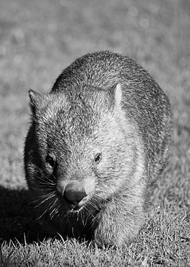 Wombat
