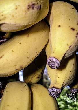 Yes We Have No Bananas