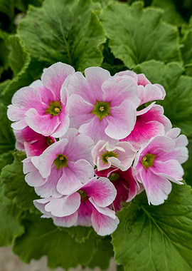 geranium in bloom
