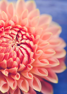 Pink Dahlia Flower