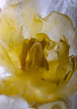 Yellow tulip in ice 1