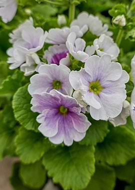 colorful primroses in spri