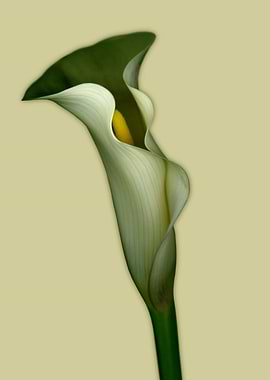Calla Lily