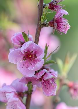 peach flower in bloom