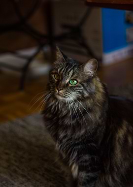 Norwegian forest cat
