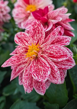 pink dahlia in the garden