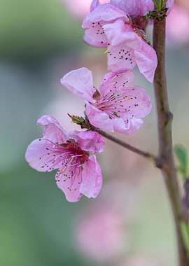 peach flower in bloom