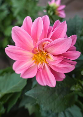 pink dahlia in the garden