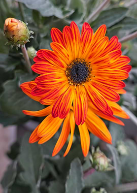 orange gerbera daisy