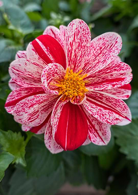 pink dahlia in the garden