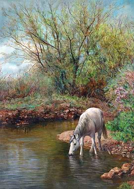 Beautiful White Horse