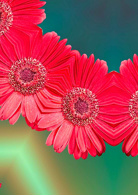 isolated red gerbera daisy