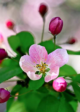 Crab Apple Blossom