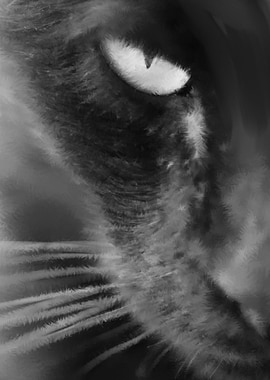 Wild Black Illuminati