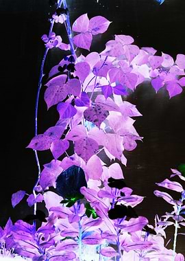 purple plants