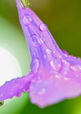 Droplets on Flower