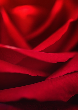 Red Rose
