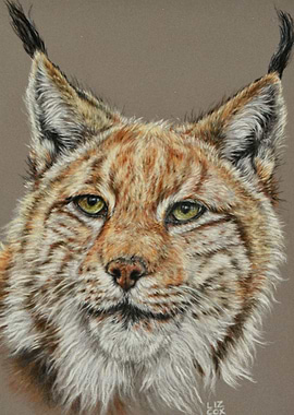 The Lynx