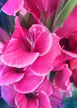 Pink Gladiolas