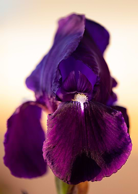 Purple Iris
