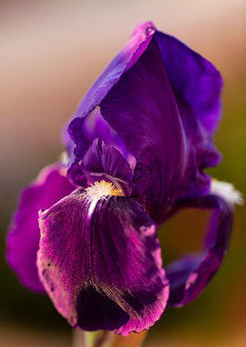 Purple Iris