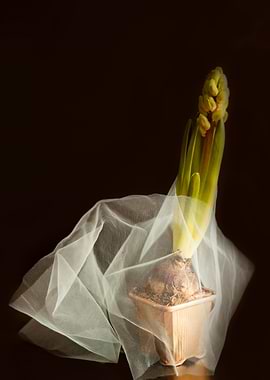 Blurred Hyacinth in a Pot