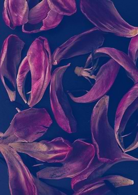 background blue flower