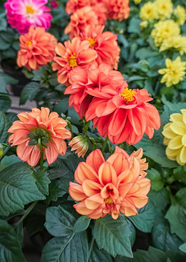 colorful dahlia