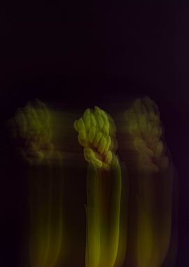 Blurred Hyacinth