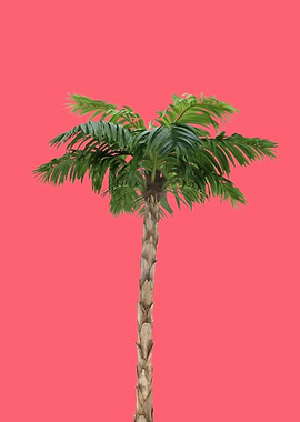 Palm tree