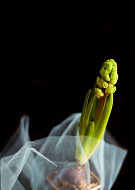 Blurred Hyacinth in a Pot