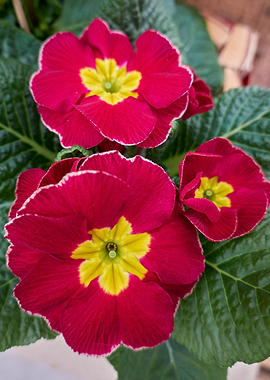 colorful primroses