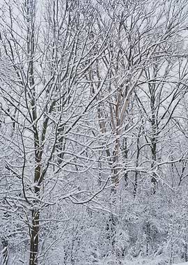 Canadian winter landscape