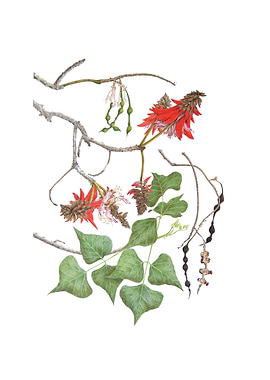 Erythrina lysistemon