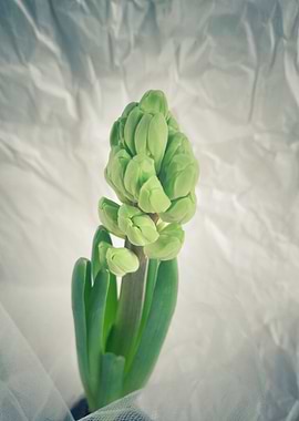 Hyacinth